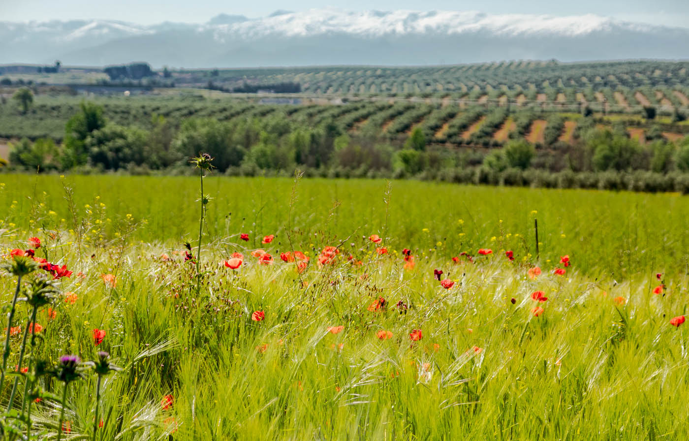 Spring at the villa with Sierra Nevada views